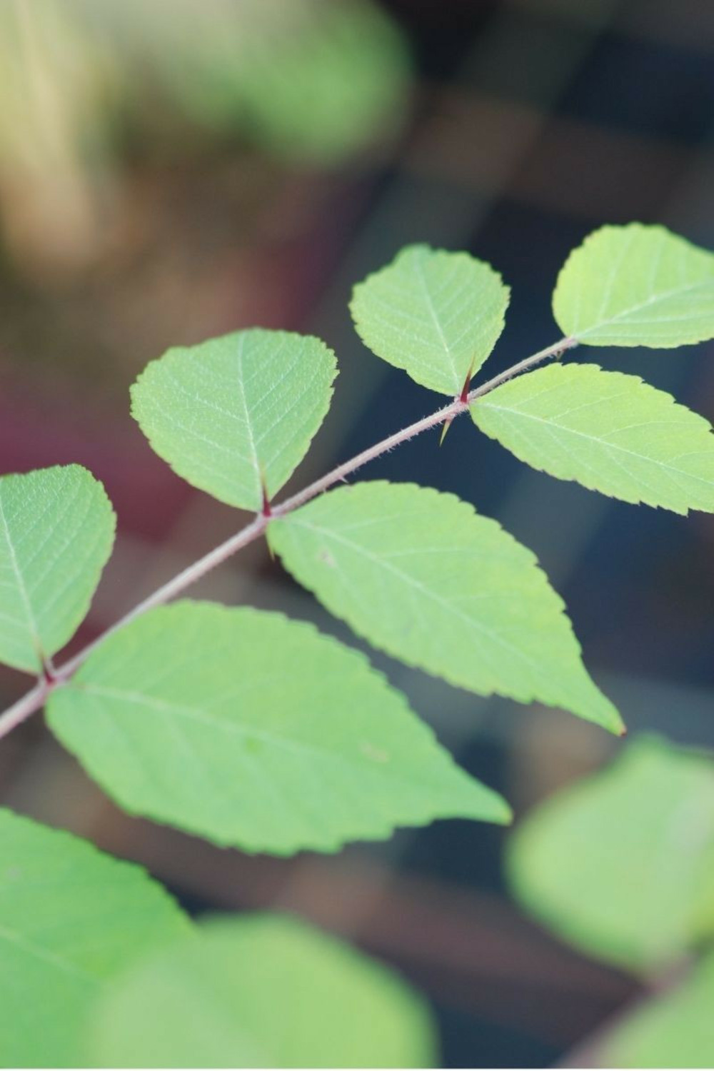 Aralia elata - en pot de 5 litres