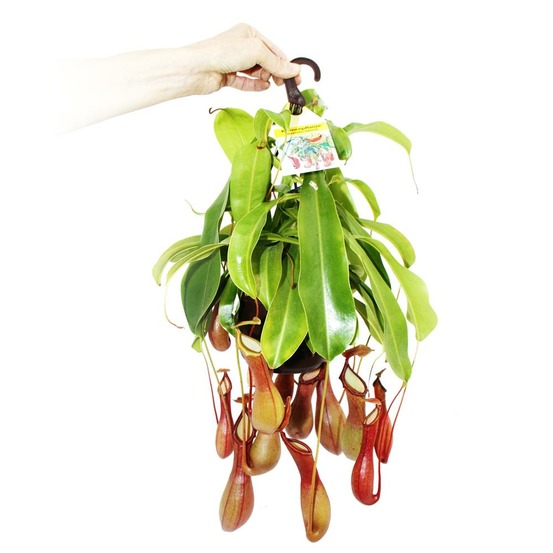 Plante carnivore - nepenthes alata pot de 14 cm pour feux de circulation