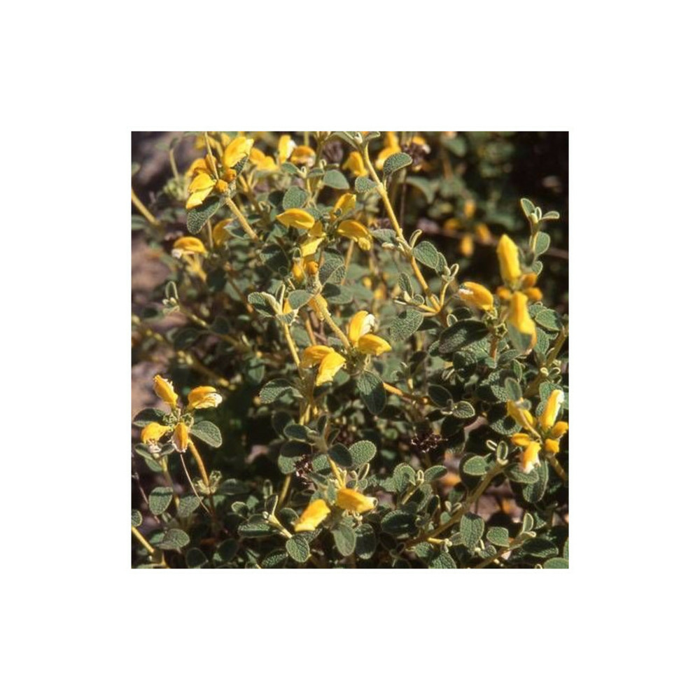 Sauge de jérusalem à petites feuilles godet - 5/20 cm