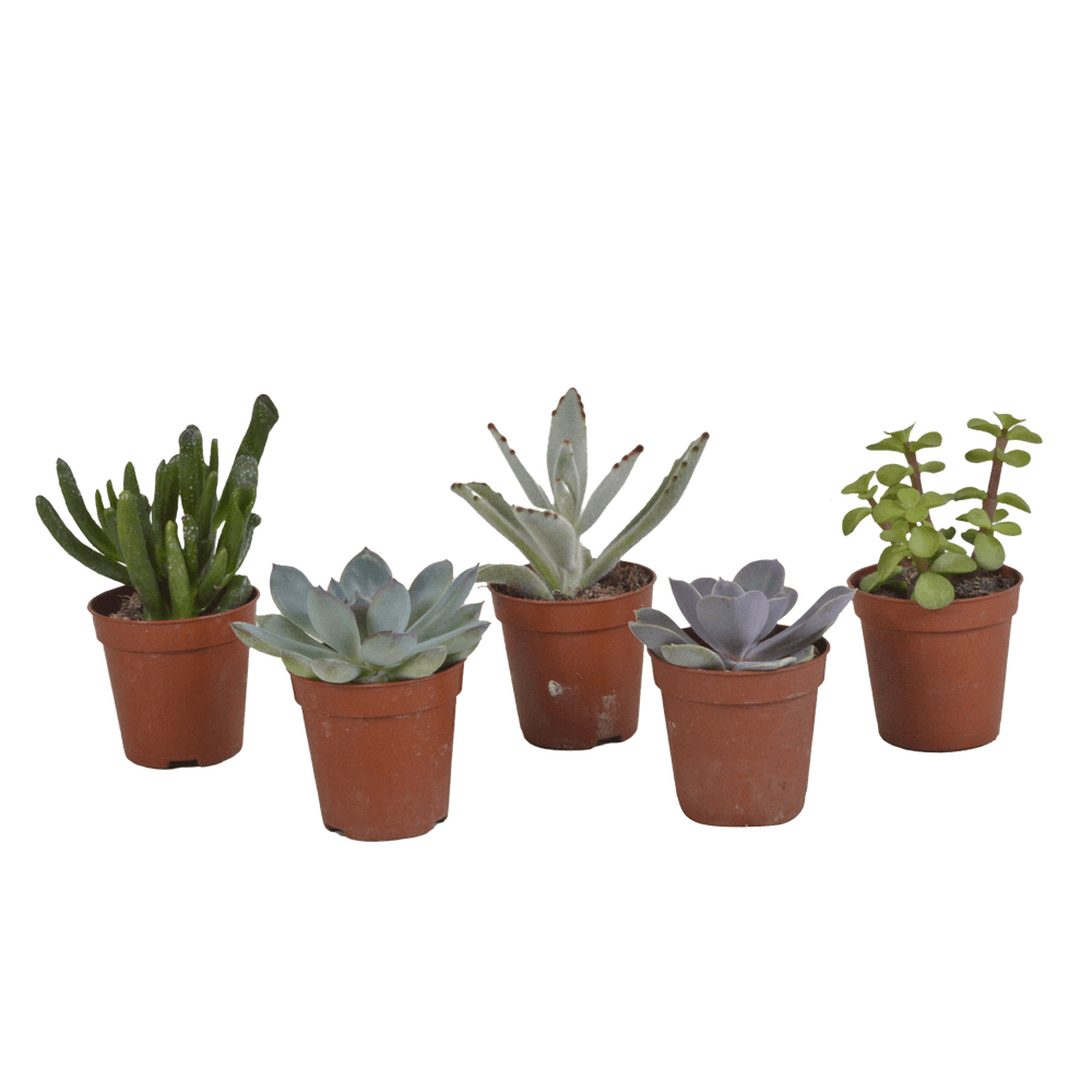 Coffret succulente - lot de 5 plantes h13cm - plantes d'intérieur