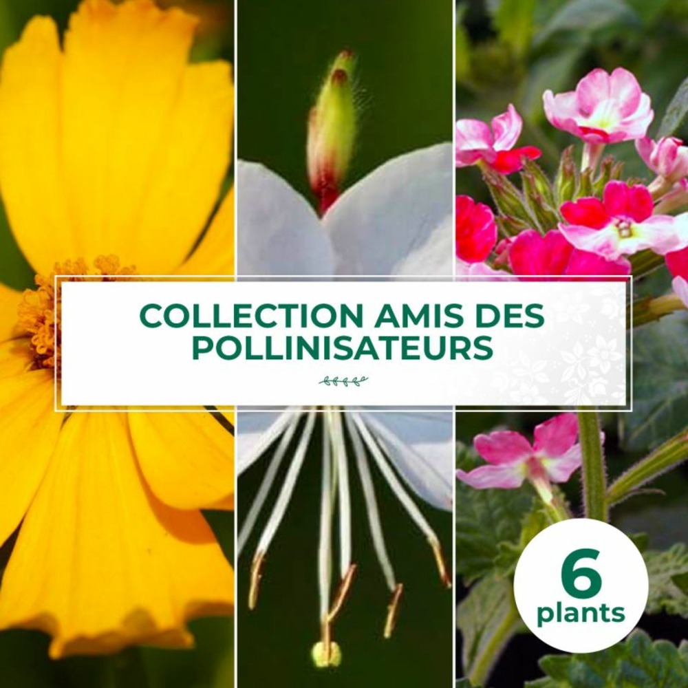 Collection de 6 vivaces amis des pollinisateurs