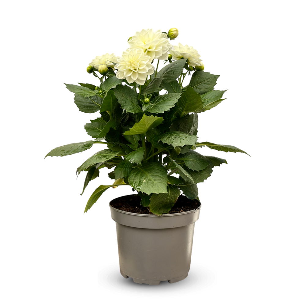 Dahlia - plante fleurie - ↕ 40-50 cm - ⌀ 19 cm - plante d'extérieur - fleur blanche