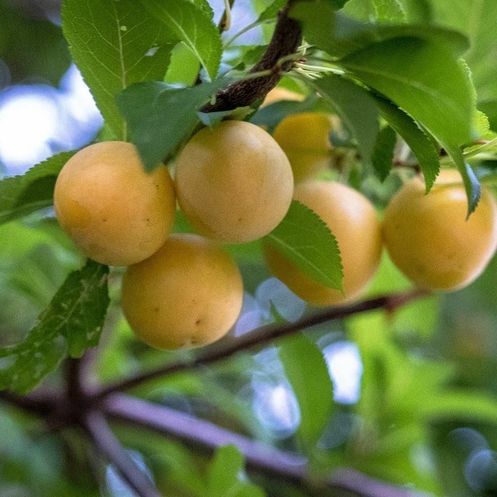 Prunier miraclaude® 'delcomi' pot de 12l - gobelet 3 ans - label rouge