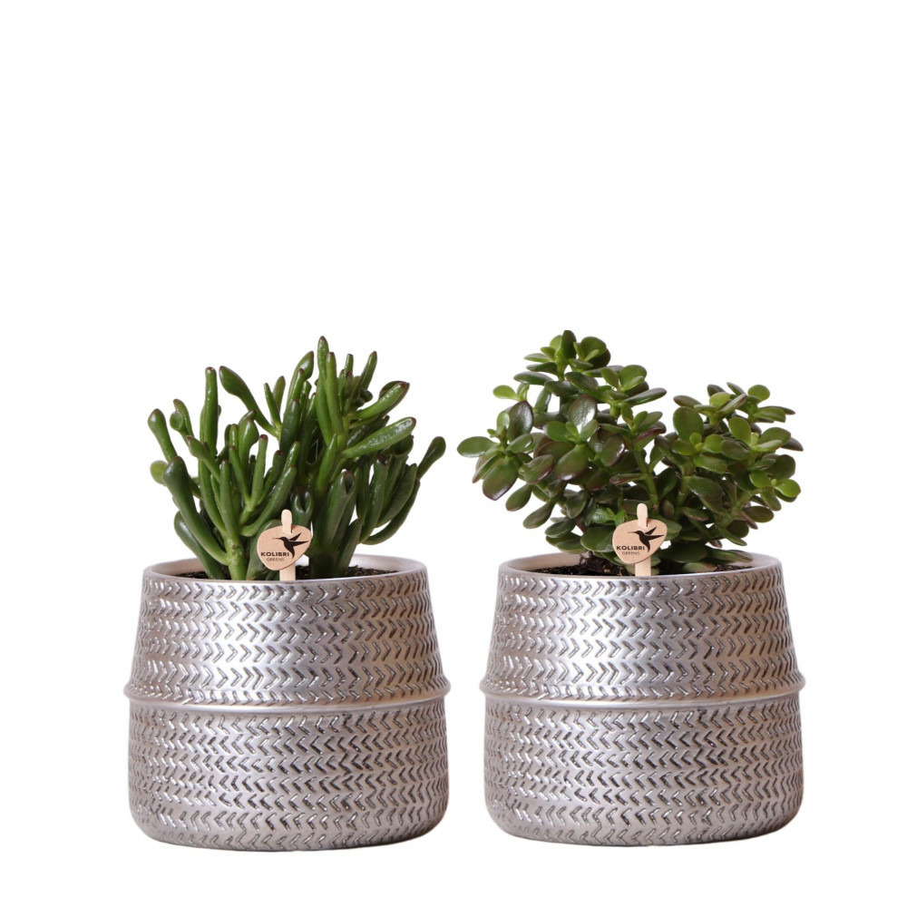 Verts colibri | lot de 2 plantes succulentes en pots décoratifs rainurés argentés - pot céramique taille 9cm