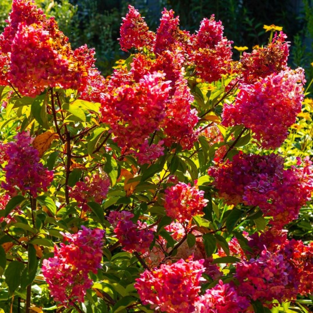 Hortensia paniculé 'diamant rouge' (hydrangea paniculata)