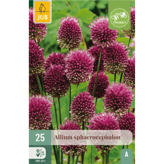 25 bulbes allium sphaerocephalon violet