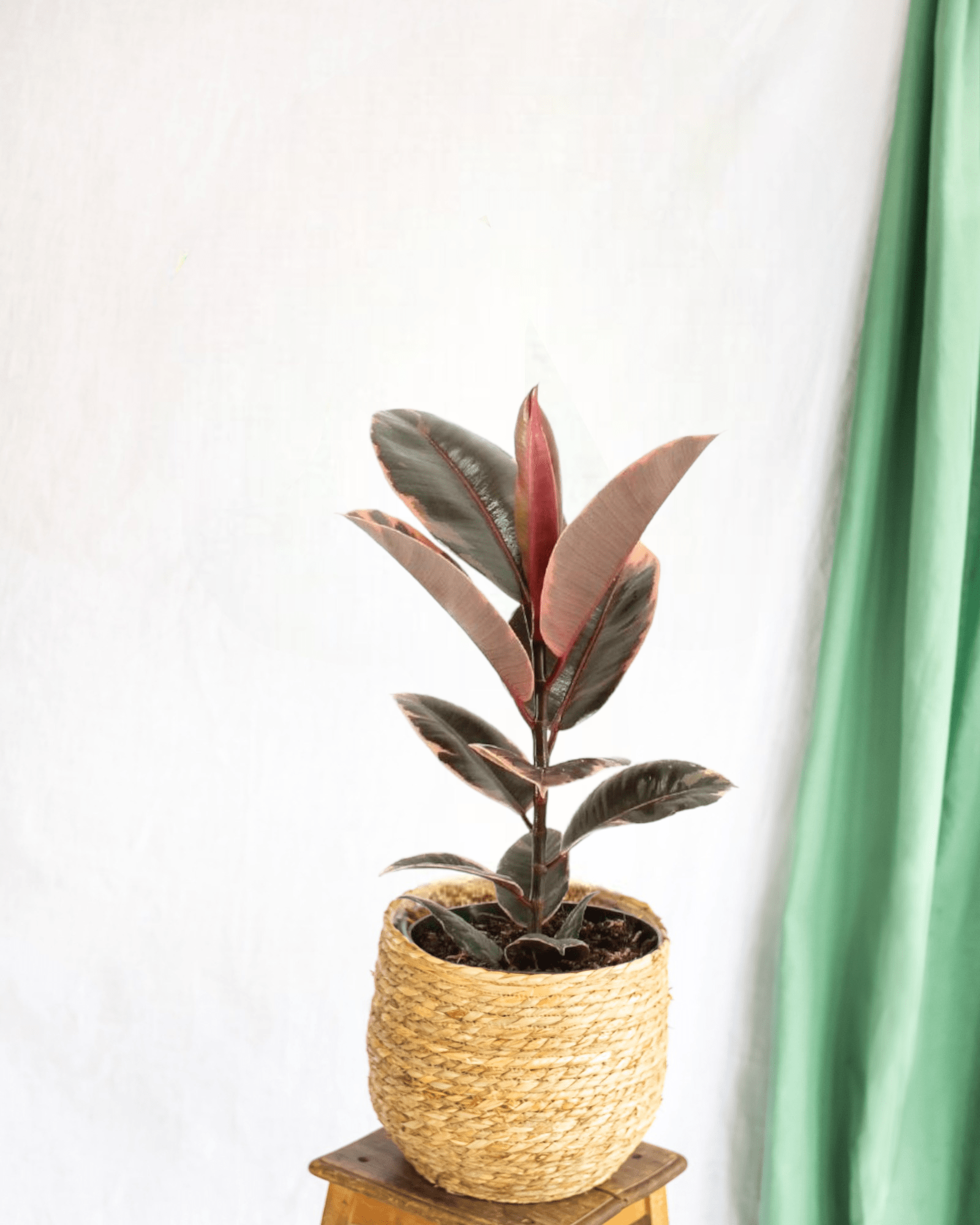 Plante d'intérieur - ficus elastica belize 55cm