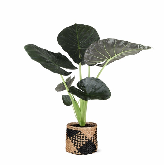 Alocasia regal shield et son pot panier naturel - hauteur 100cm