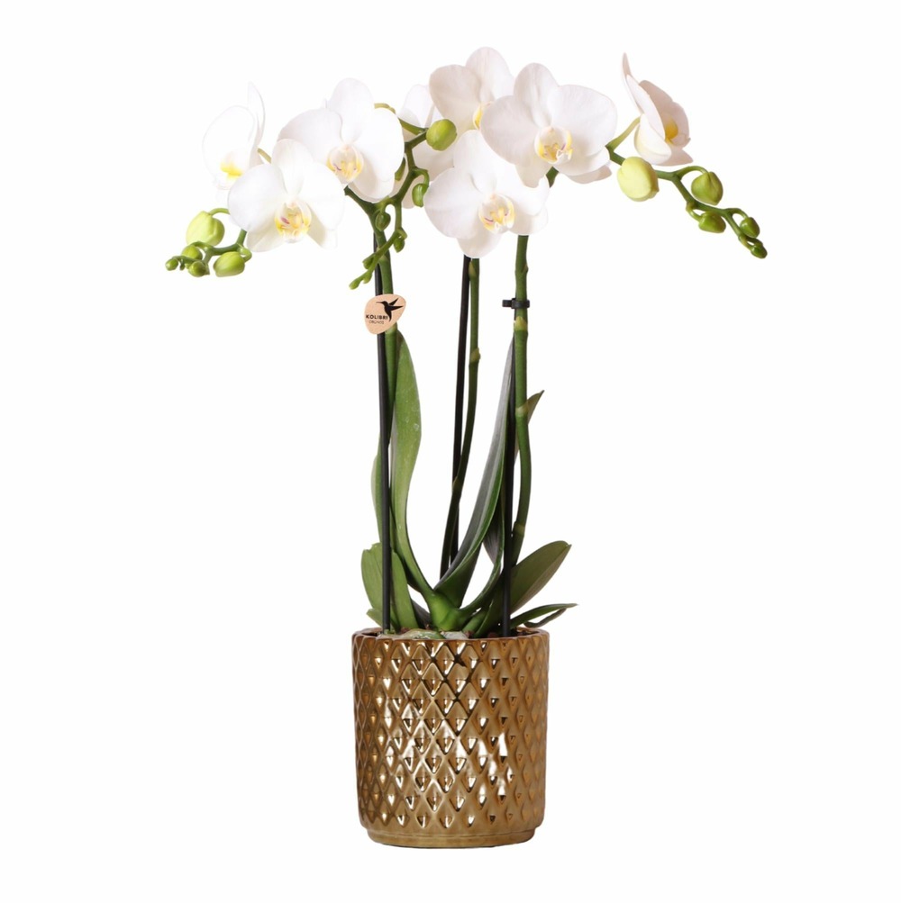 Orchidée amabilis blanche et son pot orange - hauteur 35cm
