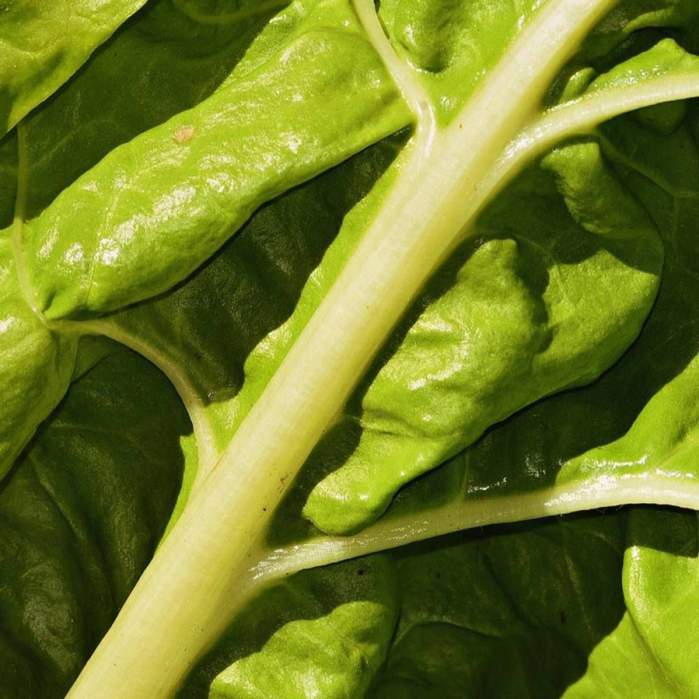 Graines de poirée verte à carde blanche 2 sachet