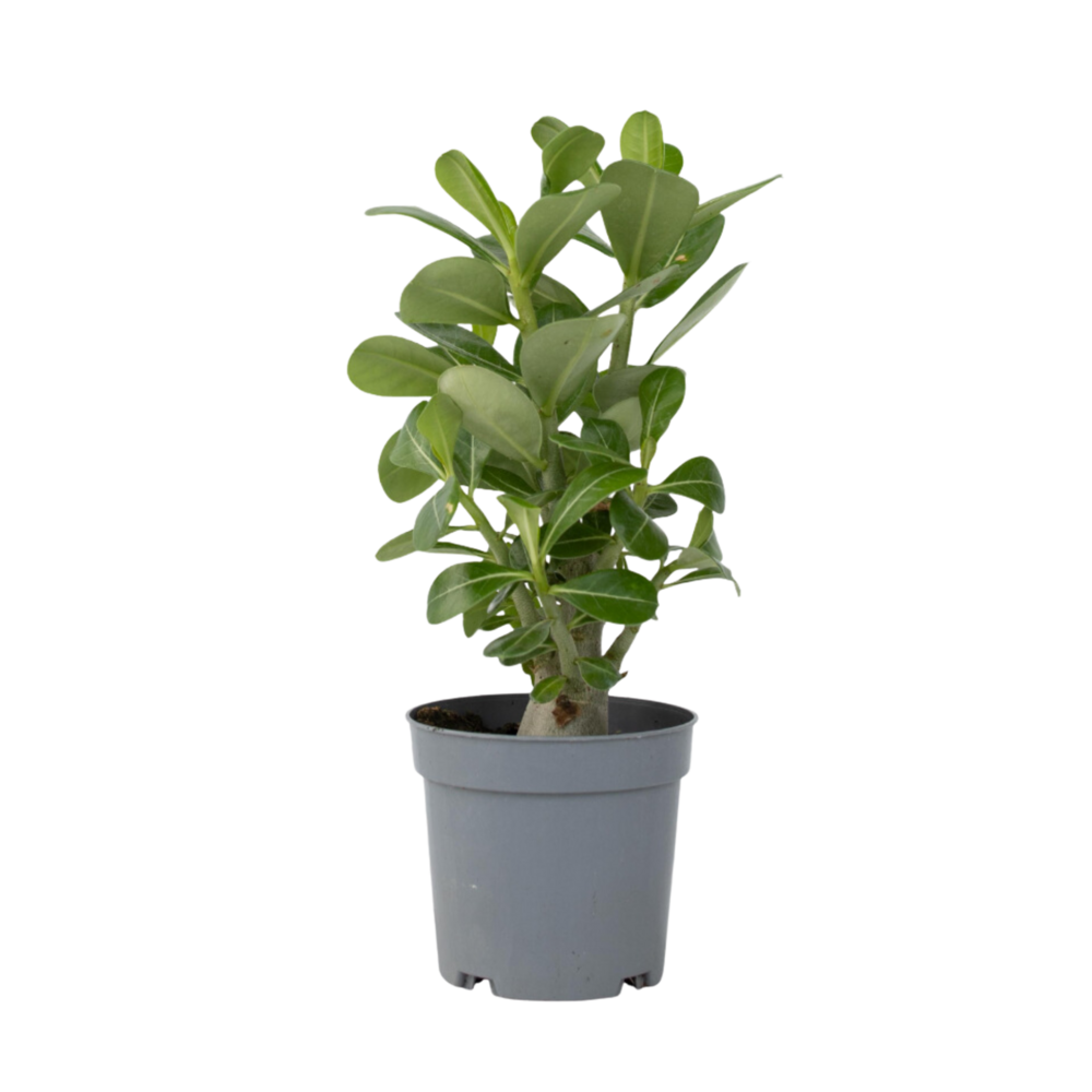 Rose du désert - adenium obesum - hauteur 25-40cm - ⌀10,5cm