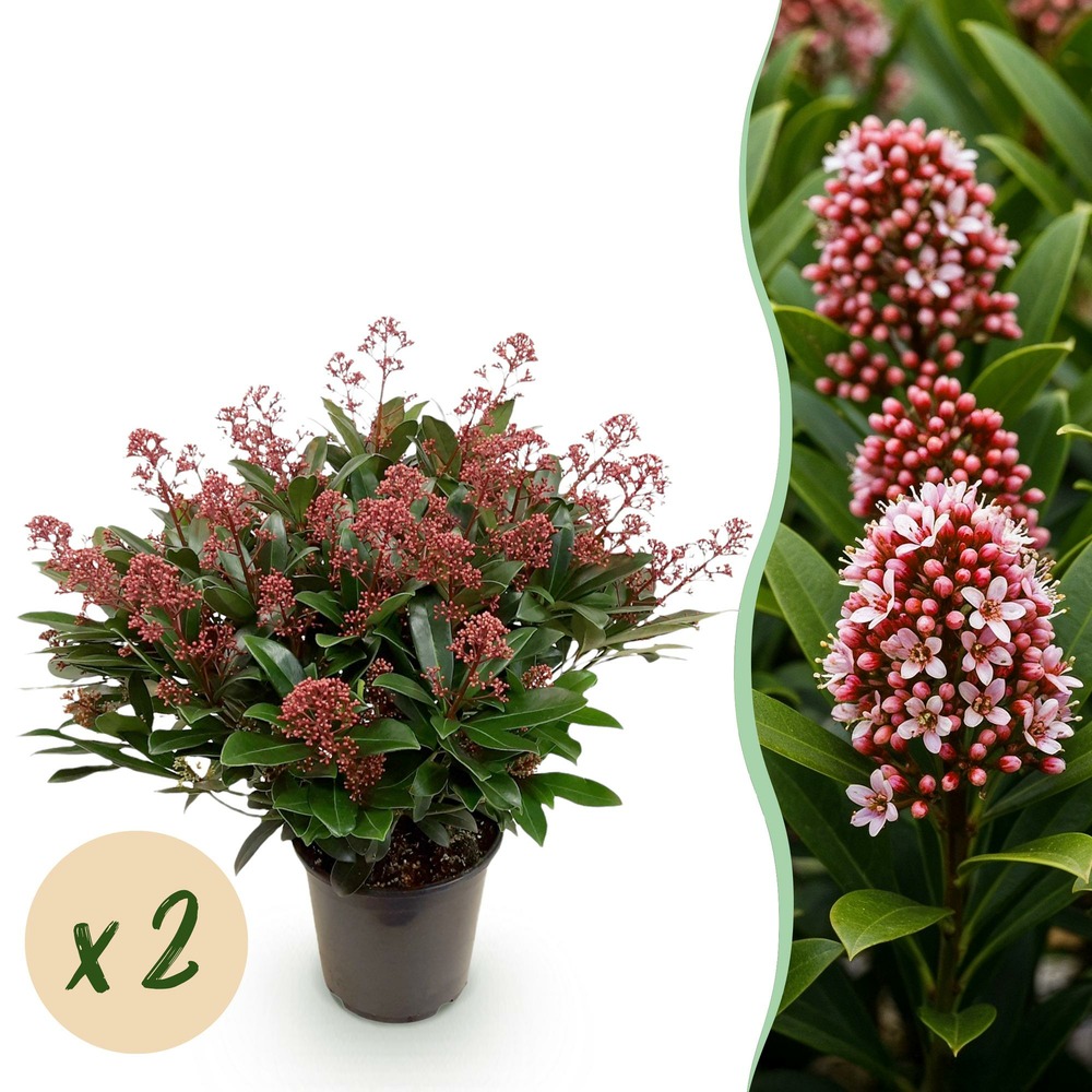 Skimmia japonica rubella – lot de 2 – hauteur 60 cm