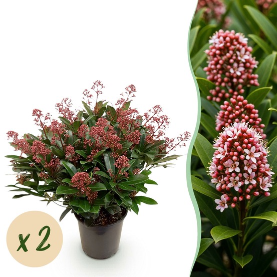 Skimmia japonica rubella – lot de 2 – hauteur 60 cm