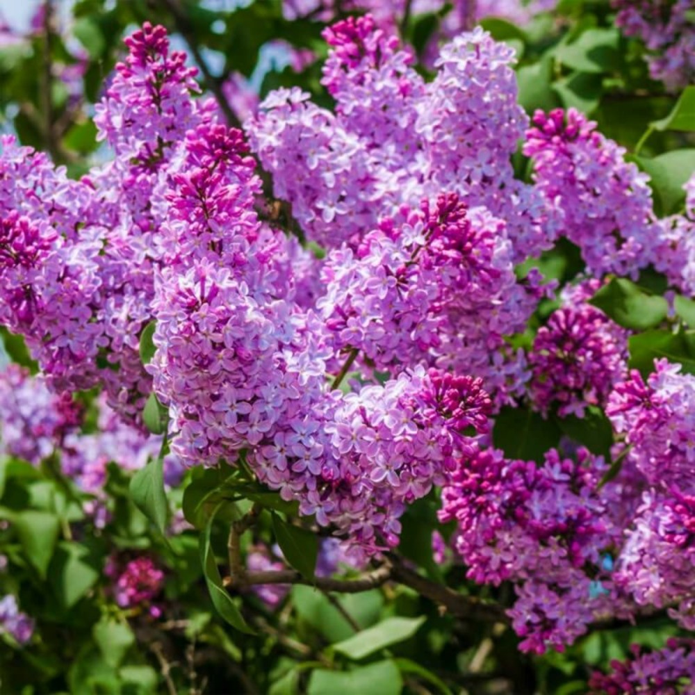 Lilas commun 'michel buchner' (syringa vulgaris)