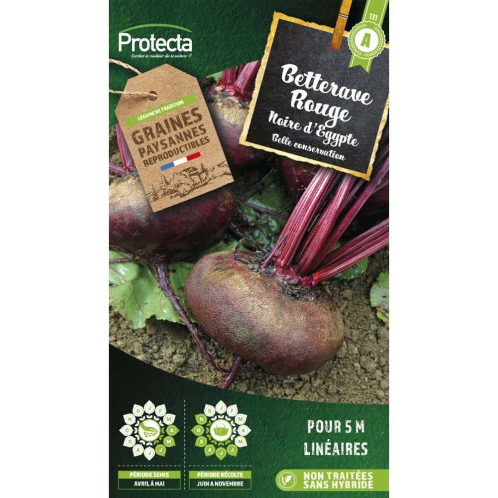 Graines paysannes - betterave noire d'egypte