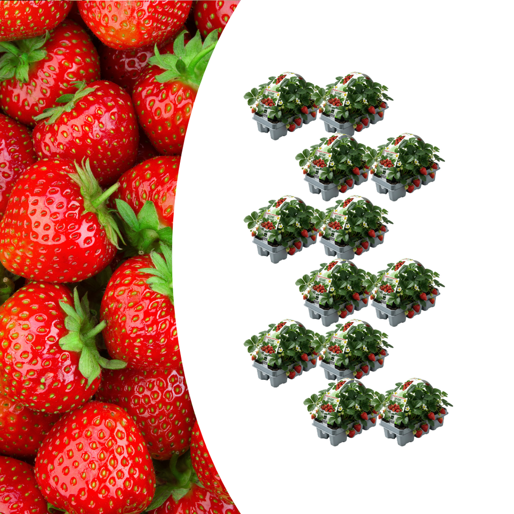 Fraises, paquet de 6 (fragaria), 100 % bio