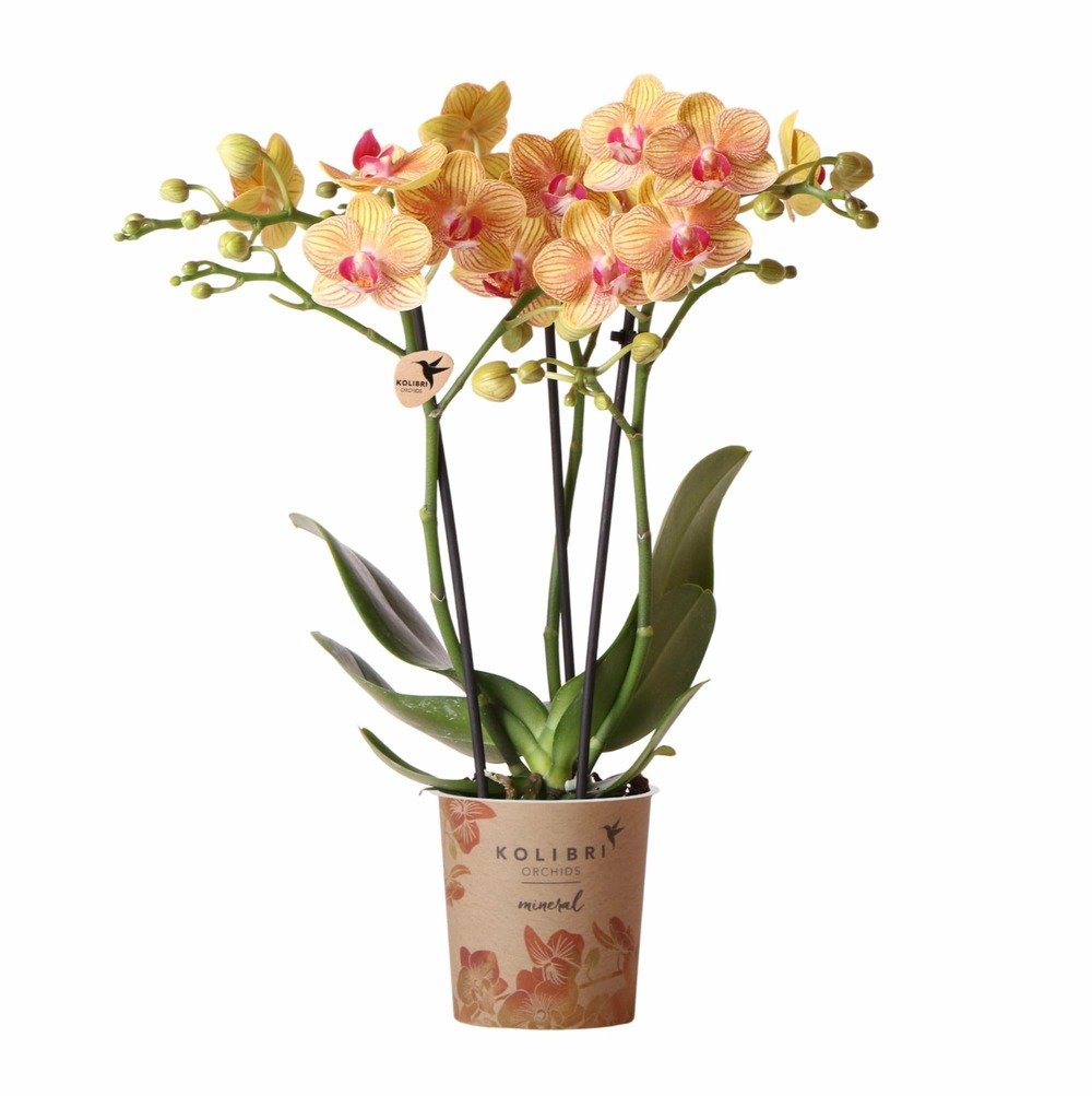 Orchidée orange et son cache-pot - h35cm, ø9cm 35cm - plante d'intérieur