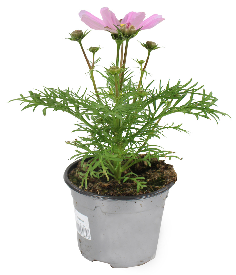 Cosmos pot 10,5 cm