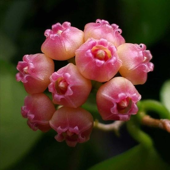 Hoya heuschkeliana variegata - pot de 6cm - plantes d'intérieur