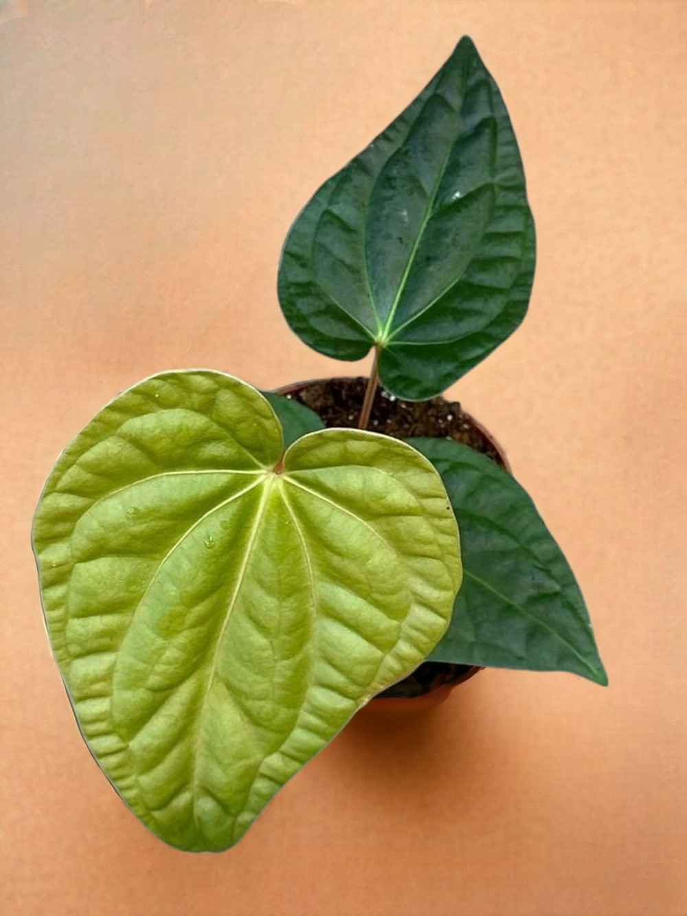 Anthurium regale x luxurians