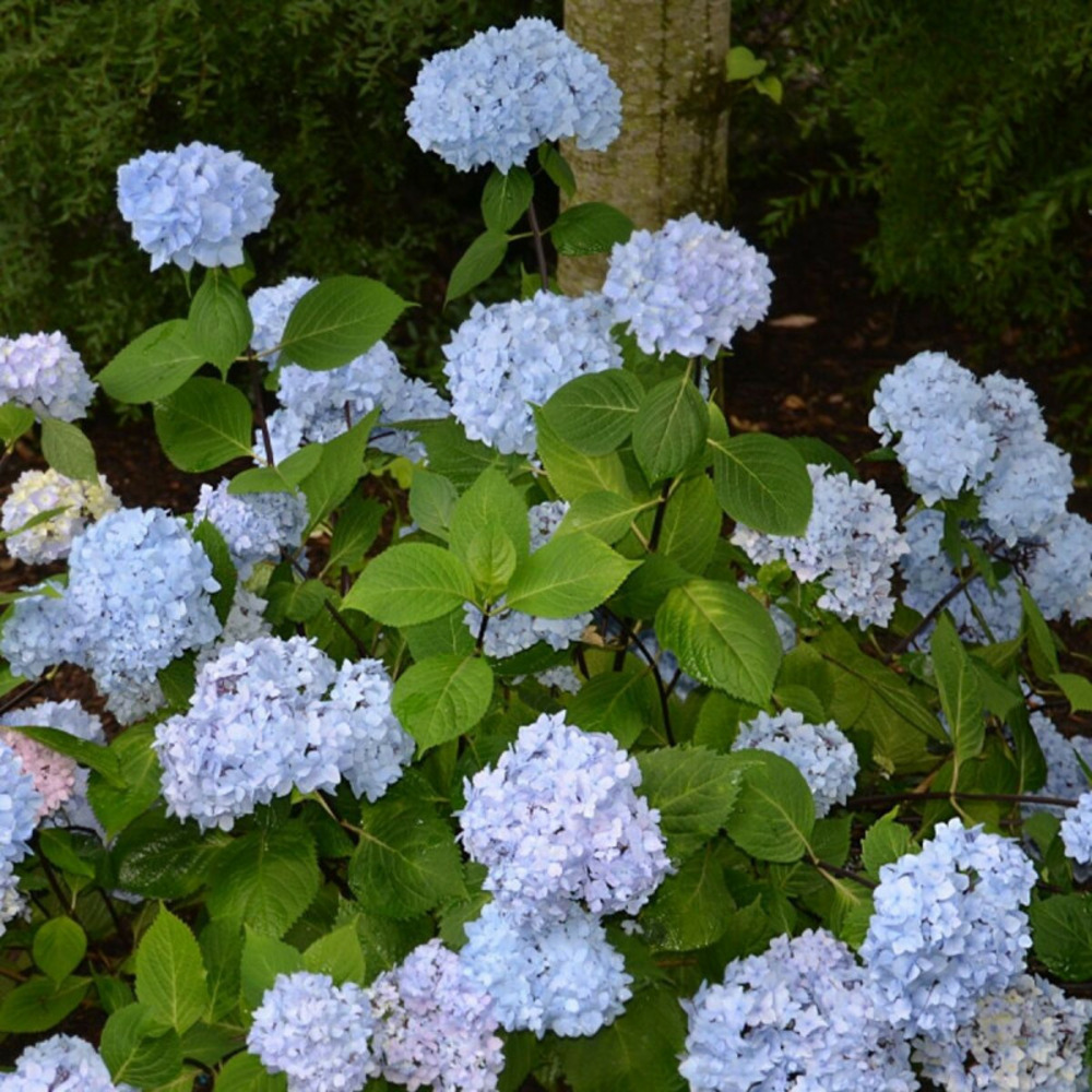 Hortensia so long® ebony 'monmar', hydrangea macrophylla pot de 1,5l - 10/20 cm