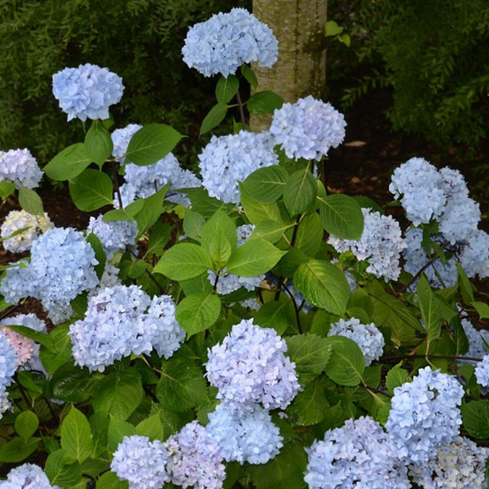 Hortensia so long® ebony 'monmar', hydrangea macrophylla pot de 1,5l - 10/20 cm