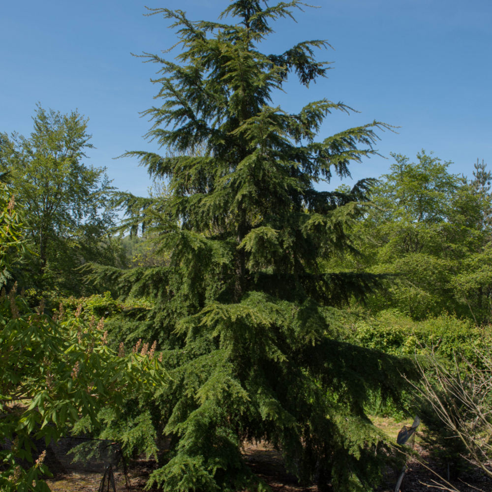 Pruche - tsuga heterophylla 50/60 cm pot 2,5l