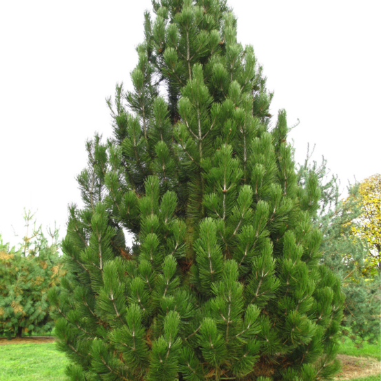 Pin compact gem - pinus heldreichii compact gem 25/35cm pot 2,5l