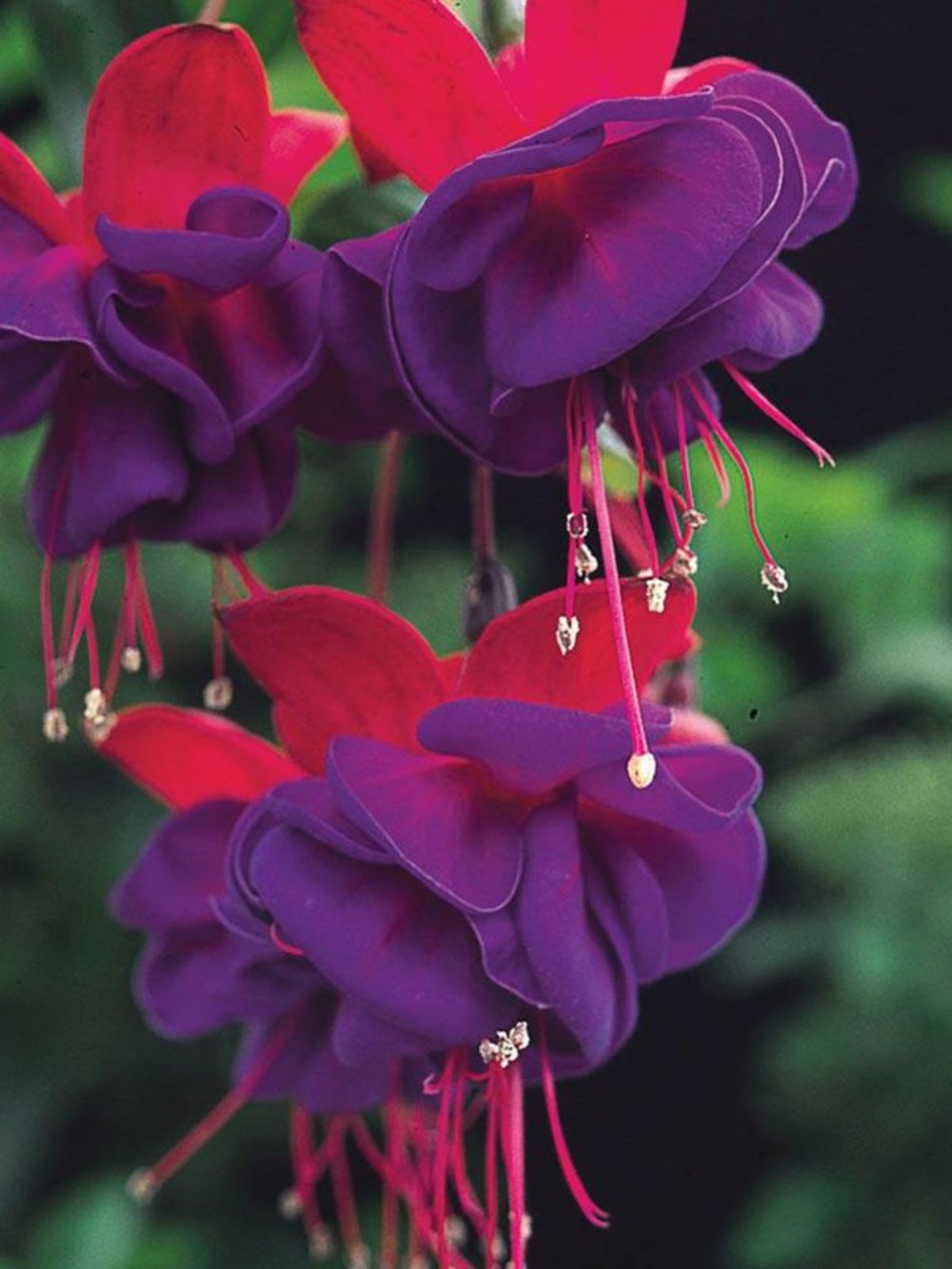 Fuchsia 'dollar princess' godet de 7/8 cm