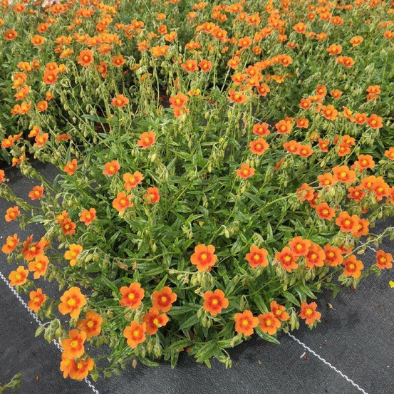 Hélianthème ben alder lot de 3 godets