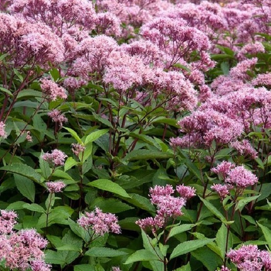 6 x eupatoire maculée 'atropurpureum' - eupatorium maculatum 'atropurpureum' - godet 9cm x 9cm