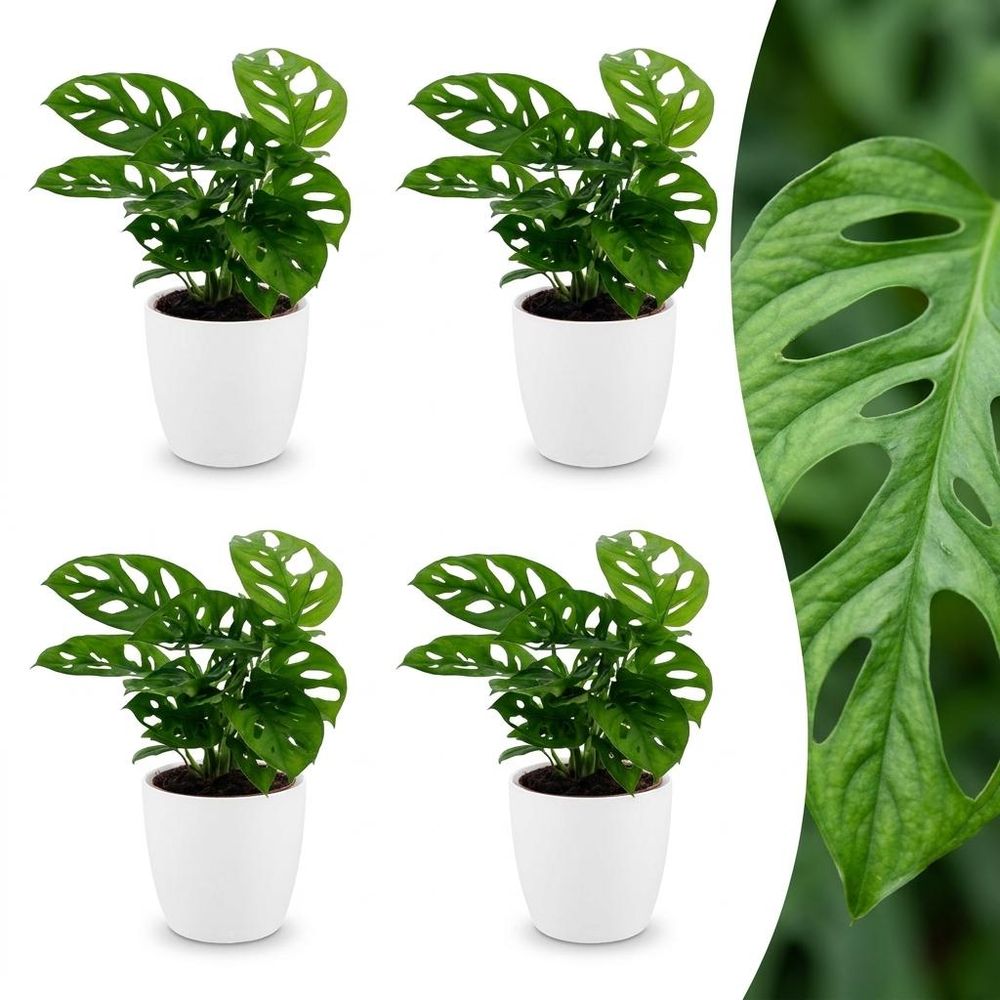 Monstera adansonii - monstera monkey mask - lot de 4 plantes - avec cache-pot blanc - pot ø12 cm, h 25 cm