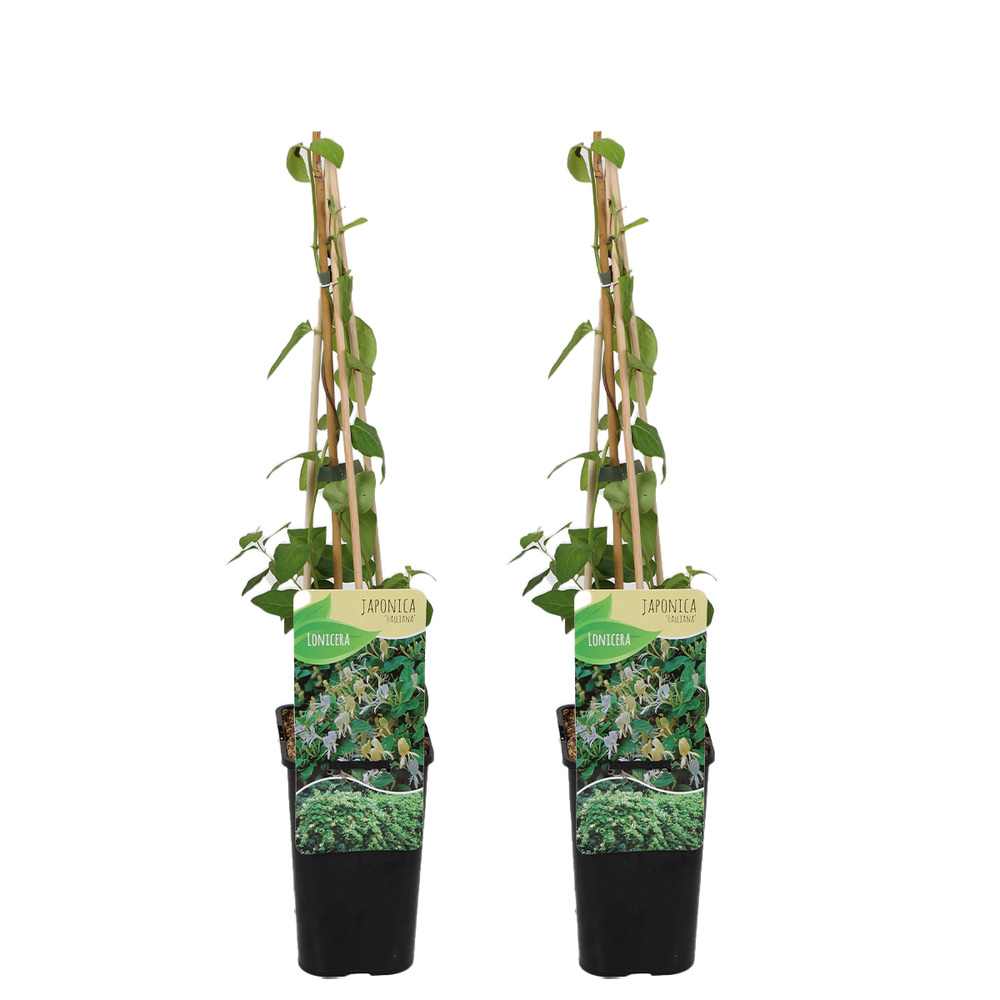 Lot de 2 - lonicera heckrottii halliana - chèvrefeuille du japon - pot 15cm - 70-80cm de haut