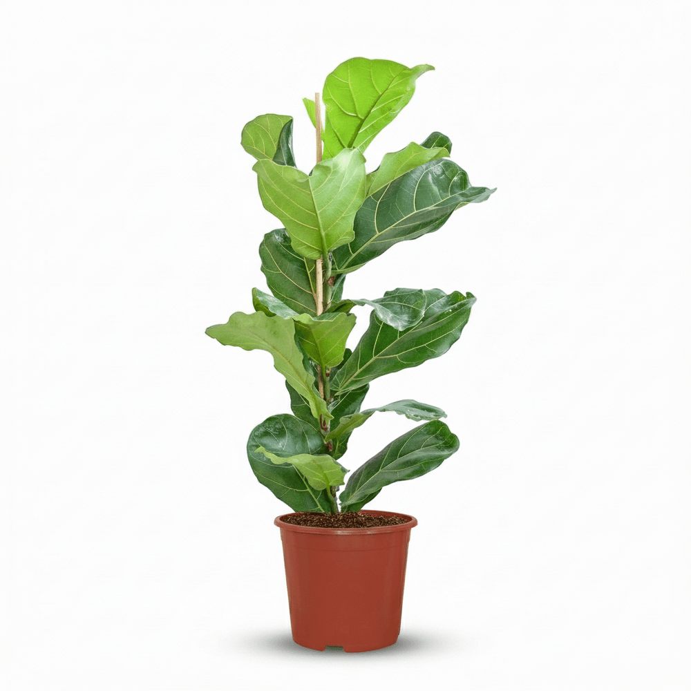 Ficus lyrata - pot de 21cm - hauteur 75 - 85cm