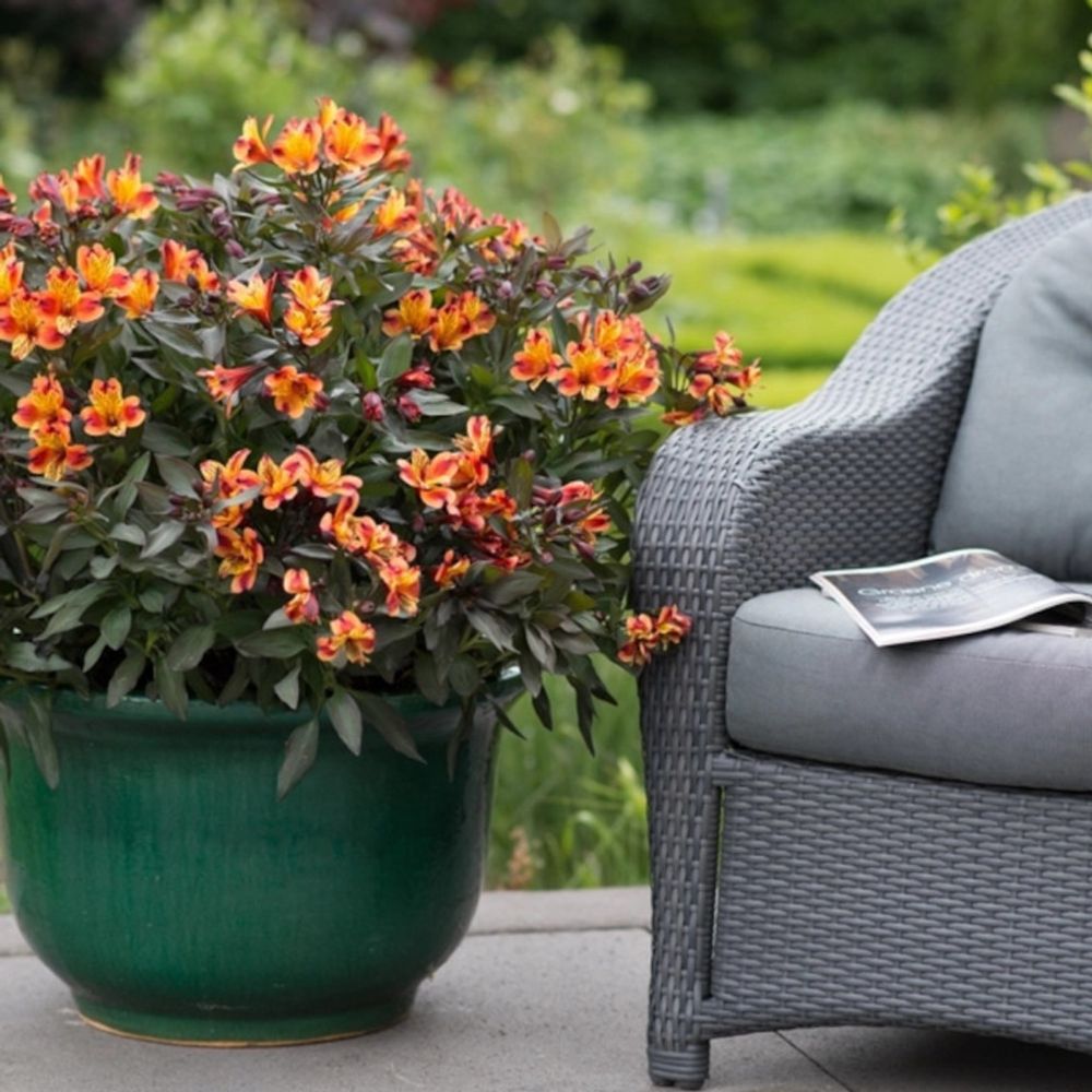 Alstrœmères indian summer® 'tesronto', lis des incas pot de 5l - 40/60 cm