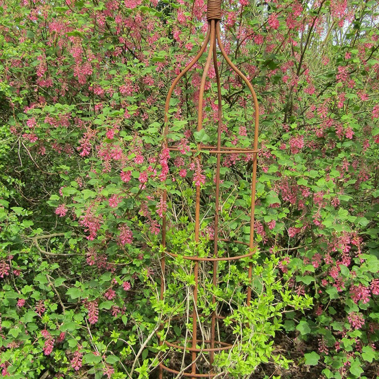Forsythia rose de corée, abeliophyllum pot de 3l - 40/60 cm