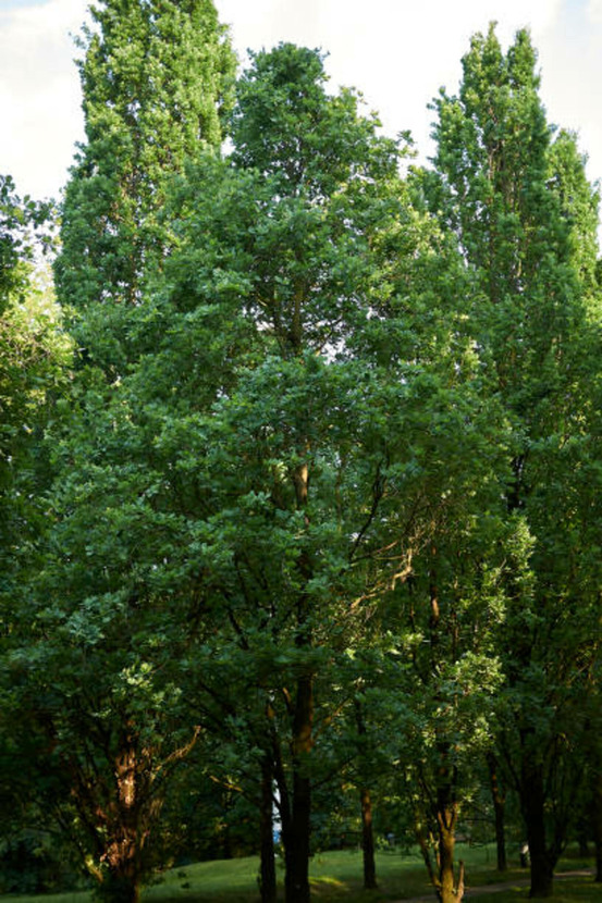 Quercus robur fastigiata koster c15l baliveau 150/250 cm (hors pot)