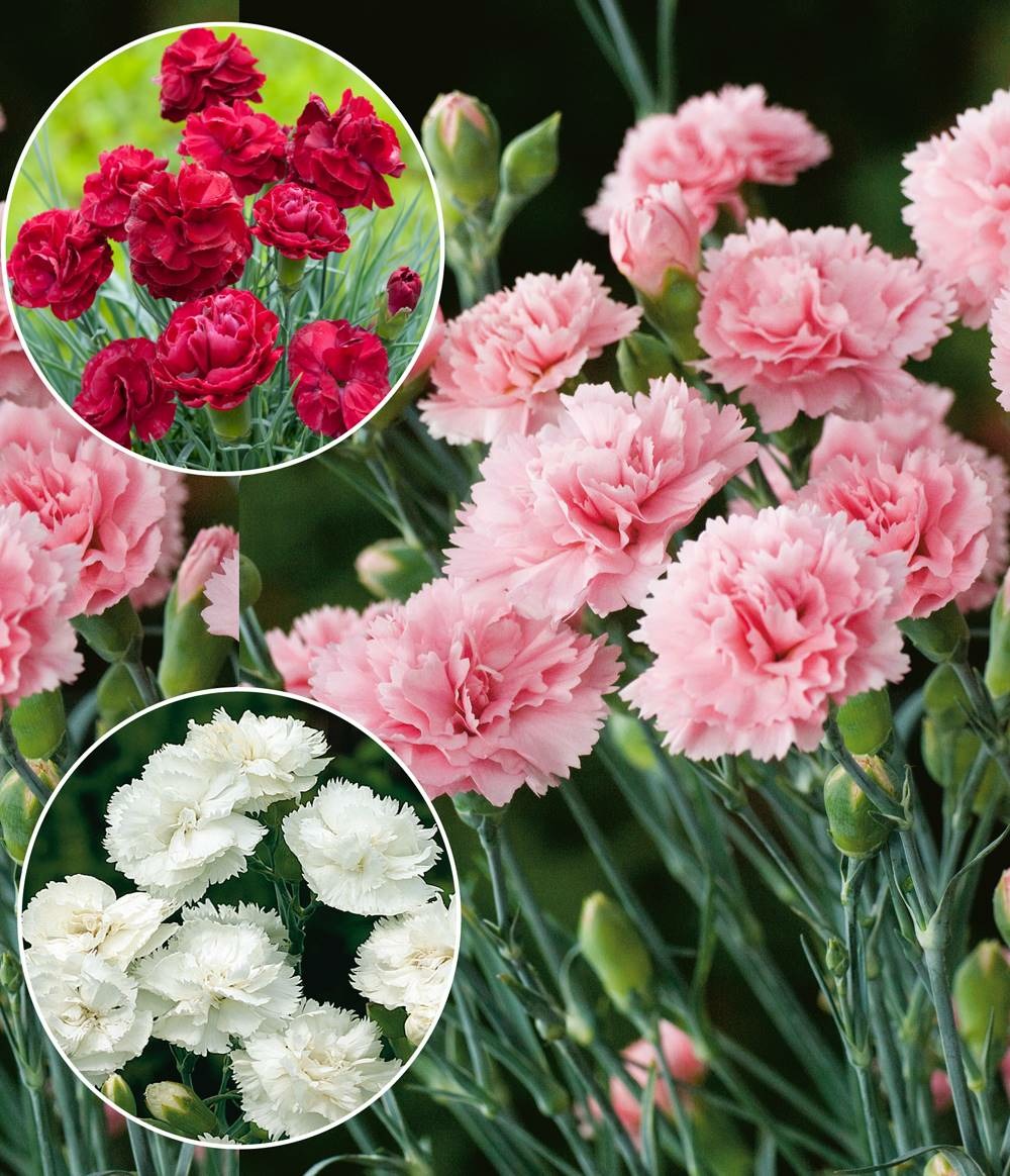 Offre oeillets parfumes plante vivace - 9 godets