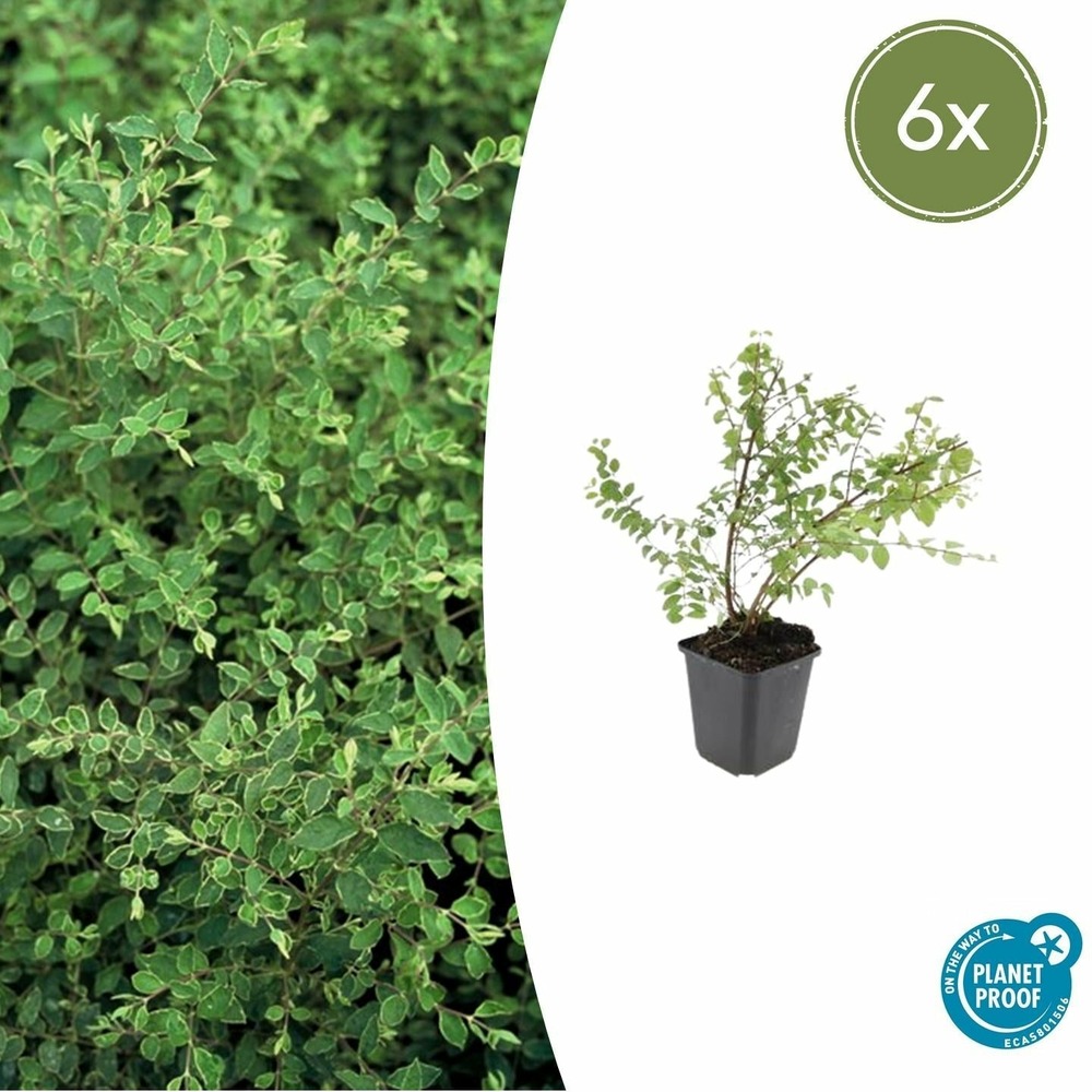 Symphorine de chenault 'hancock' x6 – entre 0,38 et 0,5m2