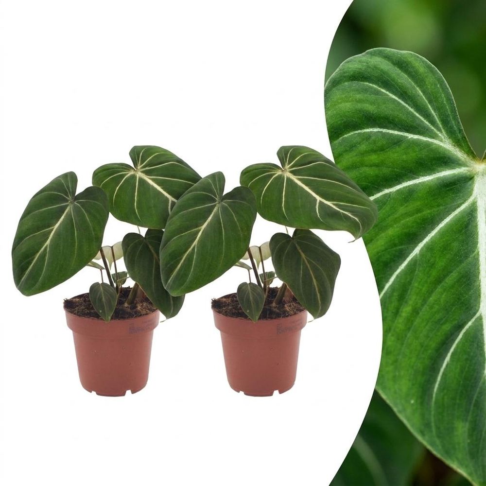 Philodendron gloriosum - pot de 12cm - plantes d'intérieur