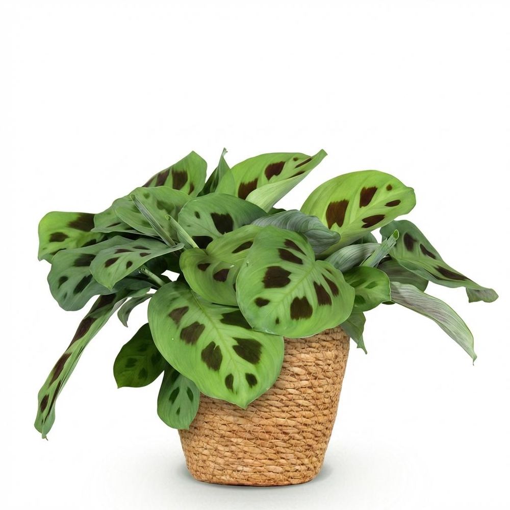 Maranta fascinator kerchoveana - pet-friendly - pot de 12cm - hauteur 25cm