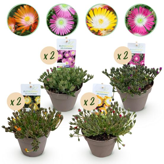 Couverture de sol - delosperma jewel of dessert - h17 cm