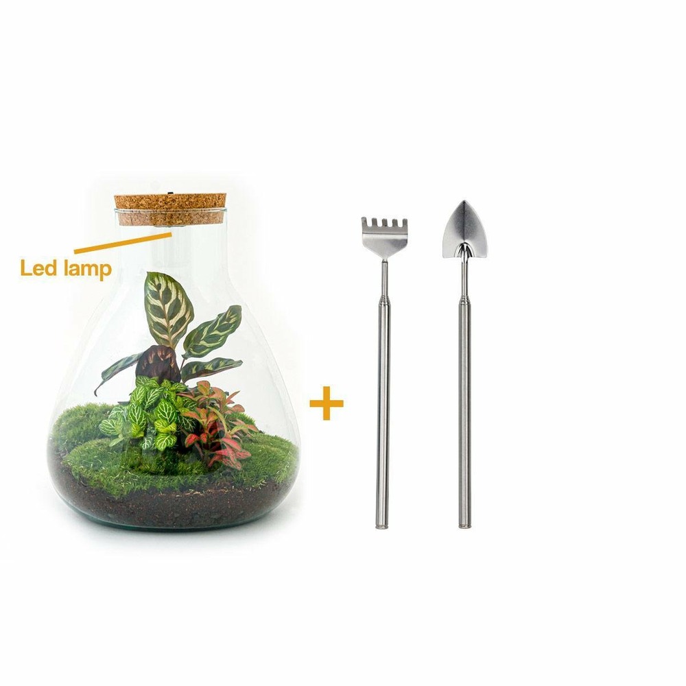 Kit terrarium diy - samos avec led calathea + fittonia rouge et verte - pelle + rateau