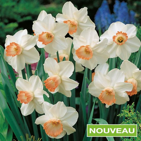 Narcisse géraniums - 10 bulbes