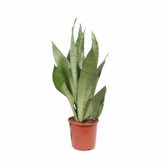 Sansevieria moonshine - h60 cm - ø17 cm