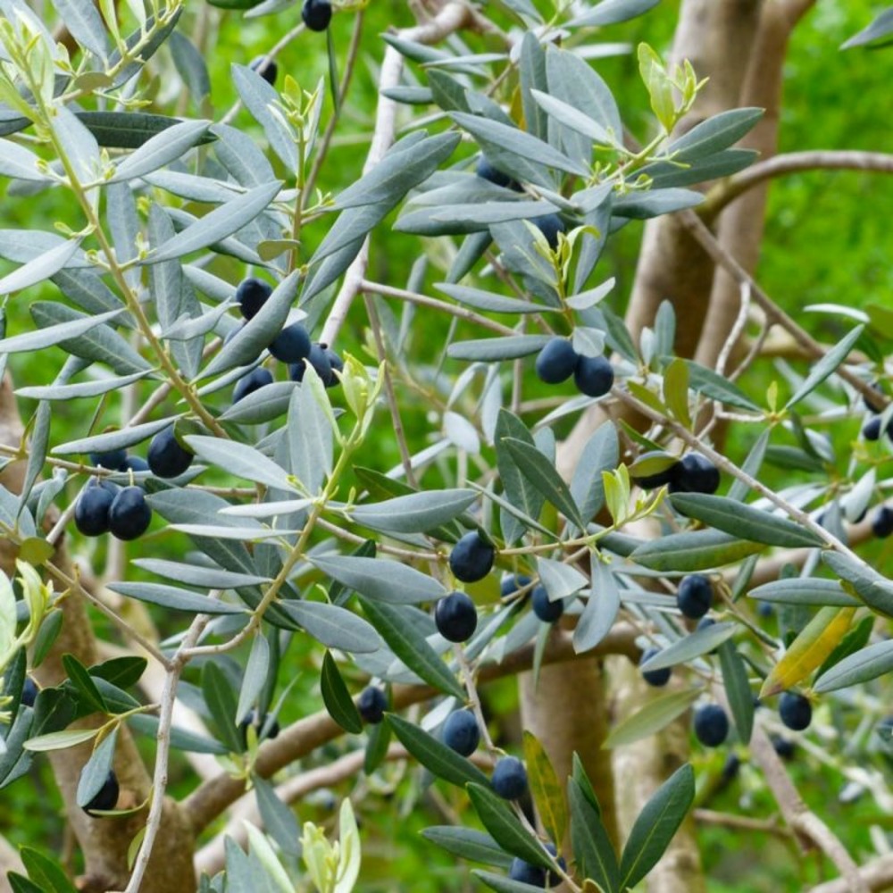 Olivier commun (Olea Europaea 'Sylvestris')