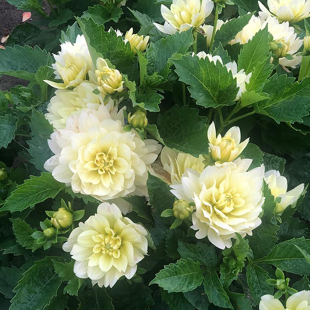 Dahlia cactus nain 'berliner lemon' bulbe calibre i