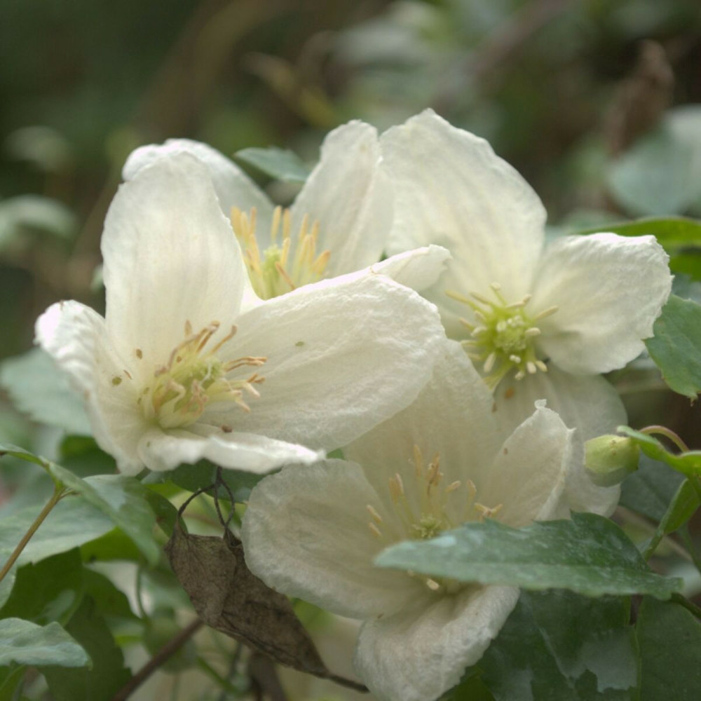 Clématite cireuse cirrhosa jingle bell's pot de 1,5l - tuteur bambou 30/60 cm