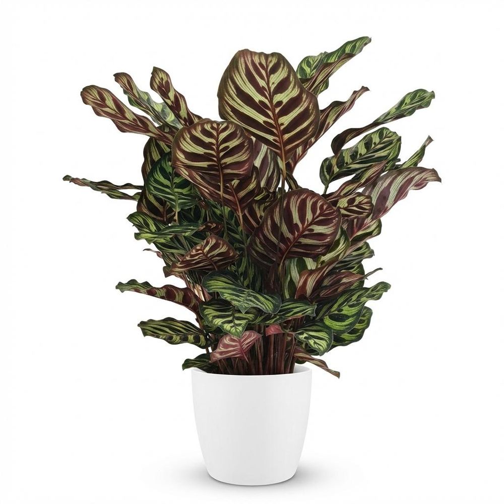 Calathea makoyana - pot de 19cm - hauteur 70cm