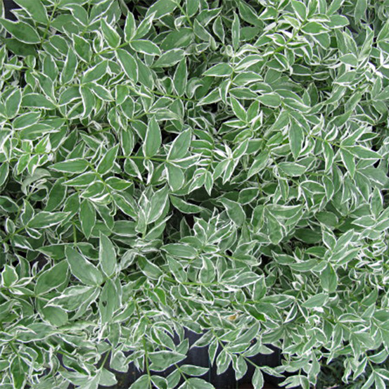 Valériane grecque 'touch of class' godet de 8/9 cm